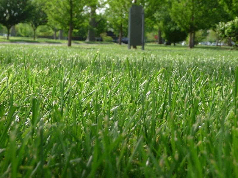 Grass.JPG