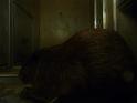 Beaver