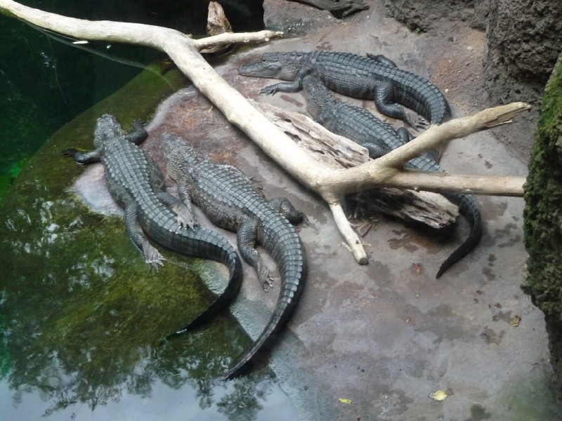 Aligators.JPG