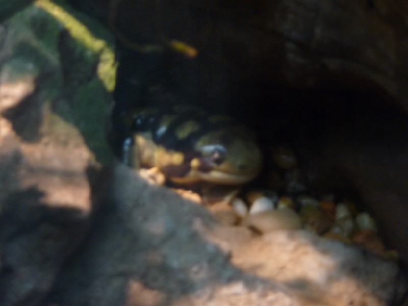Salamander.JPG