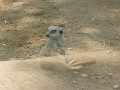 Meerkats