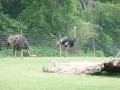 Ostriches