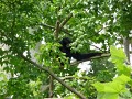 Siamang